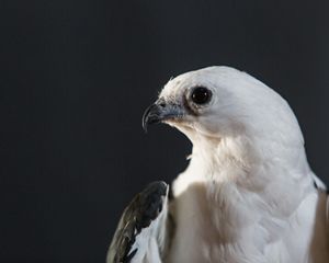 closeup of a white bird's head turned to the side
