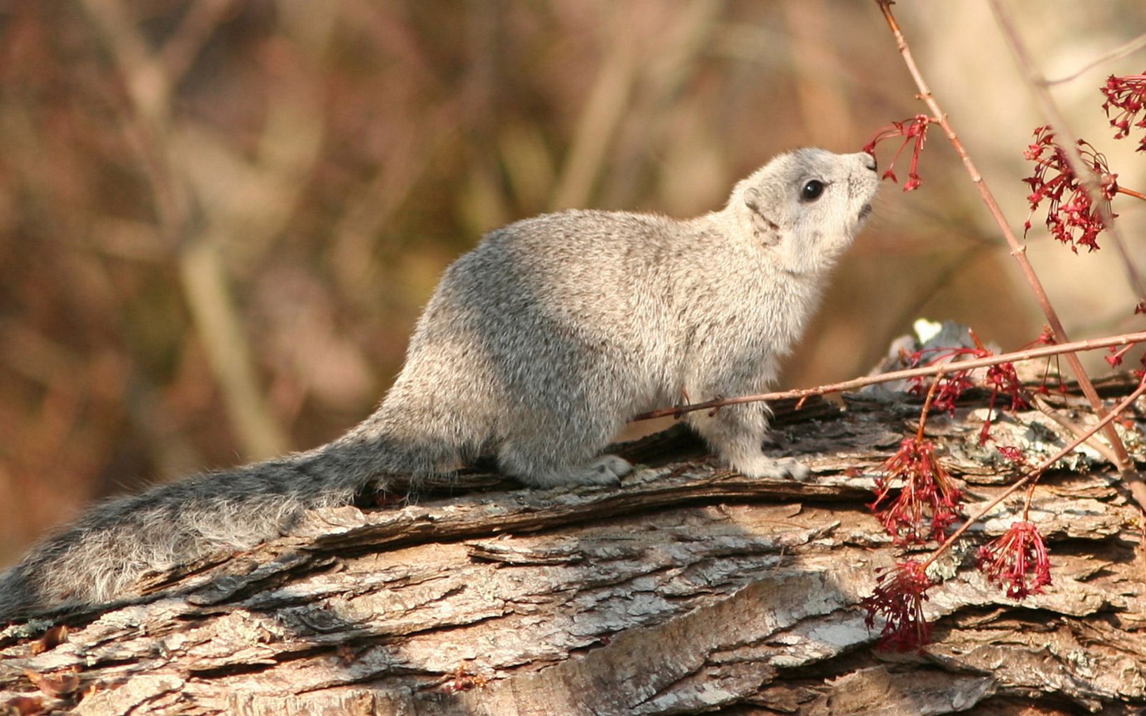 A small gray-brown fox squirrel stands on a fallen log. The tip of its nose touches a red blossom growing on a brown woody stem.