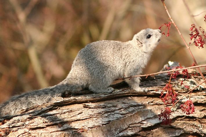 A brown colors critter with a long bushy tail walks on four legs across a tree trunk.