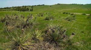 Lush, green plants, grasses and trees cover a hilly landscape. 
