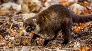 Coatimundi standing on fall leaves.