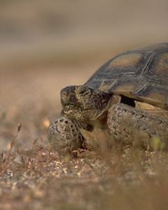 Close-up image of a desert tortoise peering through its shell.