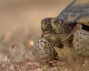 Closeup of a desert tortoise.