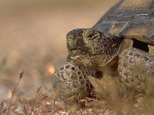 Closeup of a desert tortoise.