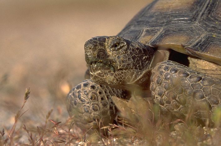 A closeup of a desert tortoise head, legs, and shell with small vegetation in the foreground.