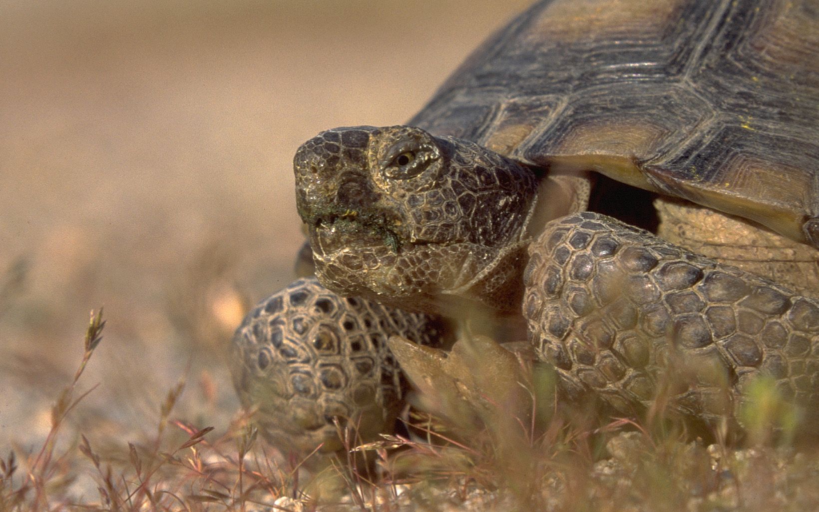 Desert tortoise Parklet Slideshow 500 by 720