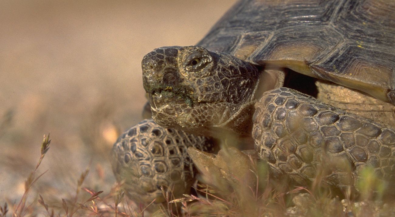 A closeup of a desert tortoise head, legs, and shell with small vegetation in the foreground.