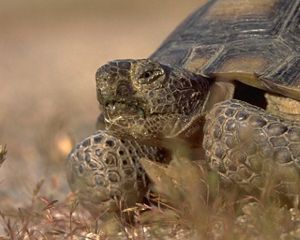 A closeup of a desert tortoise head, legs, and shell with small vegetation in the foreground.