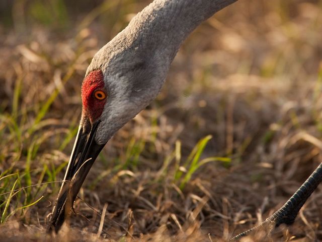 Closeup of a sandhill crane head as it grazes.