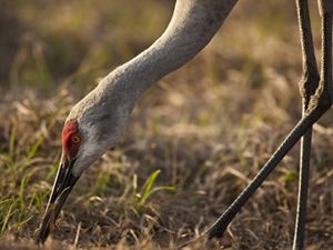 Legs, neck and head of a large crane.