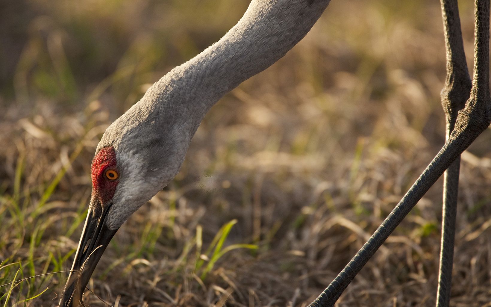 A sandhill crane forages for insects in the grass at Disney Wilderness Preserve.