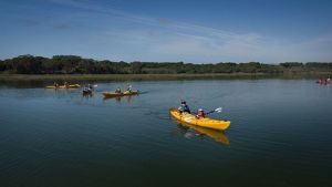 People in four yellow kayaks on a calm body of water with lowland marsh and trees in the background.