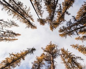 The world's largest known Western larch tree just outside of The Nature Conservancy's Great Western Checkerboards Project, Montana.