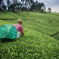 A woman with a basket on her back picks tea leaves.