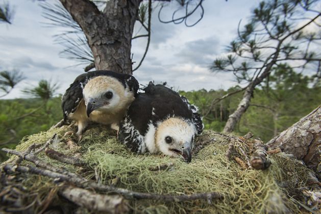A pair of swallow-tailed kite chicks in their nest.