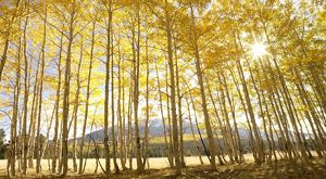 Aspen trees cover in yellow leaves