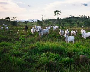 Cattle standing in a field.