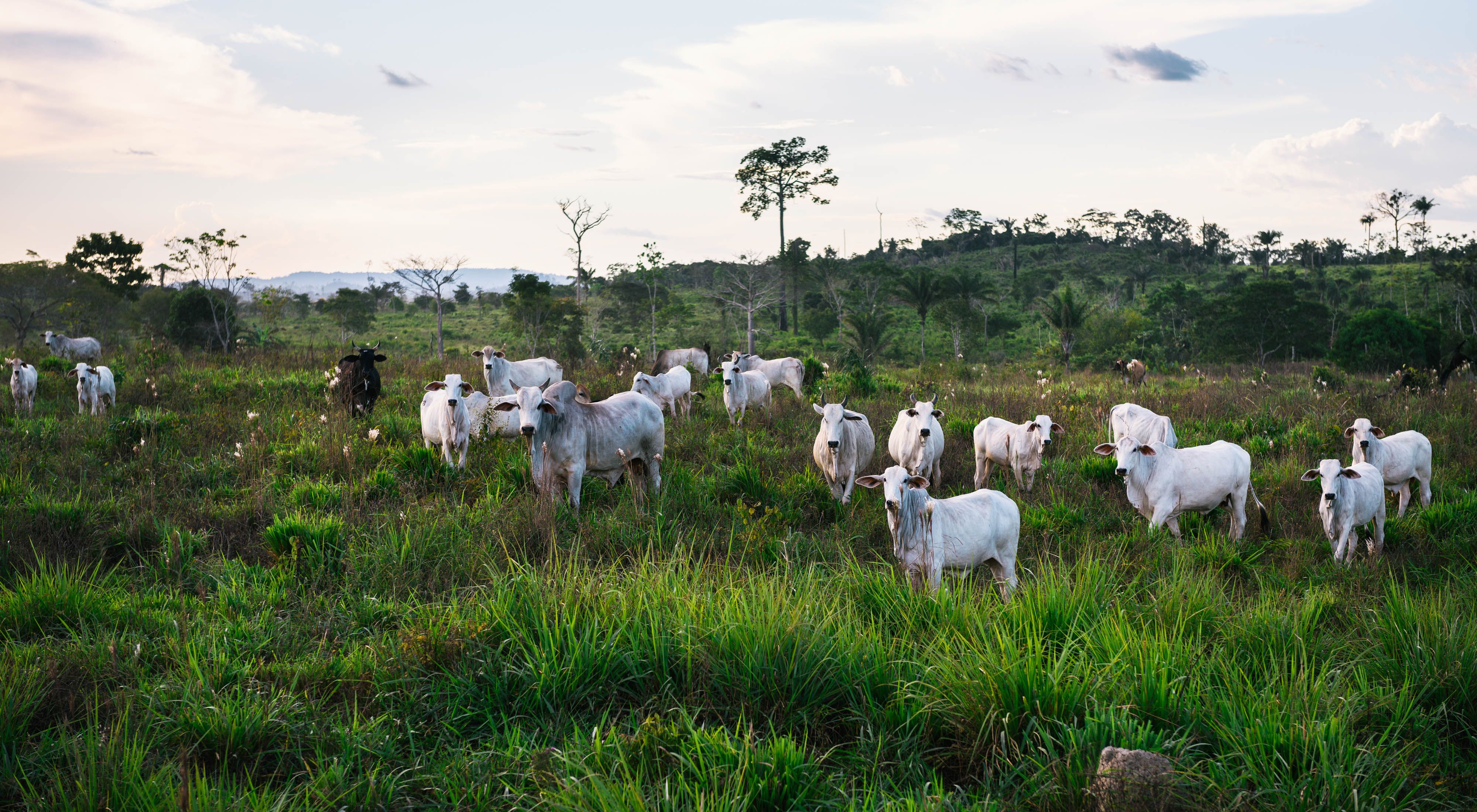 Cows grazing in Brazil