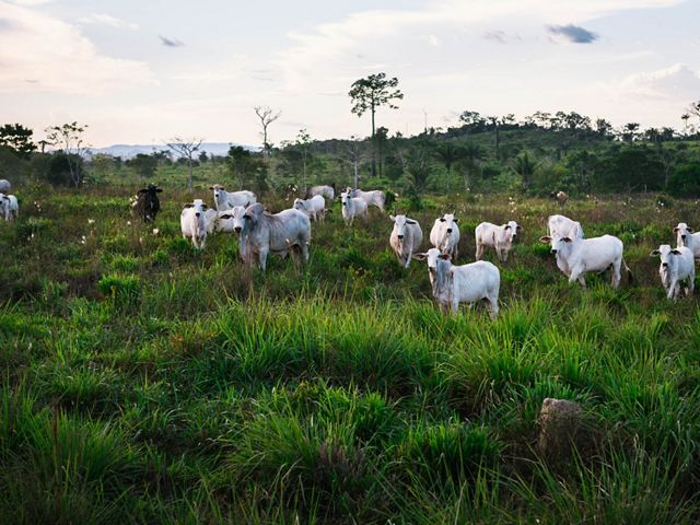 Cows grazing in pasture.