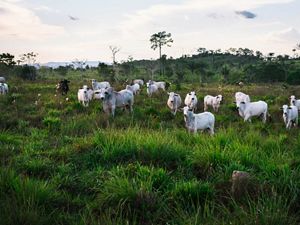 Vacas pastoreando en una pradera