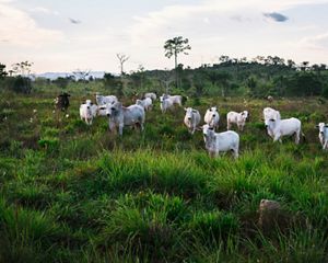 Vacas pastoreando en una pradera