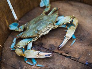 A blue crab shows its colors while out of water.