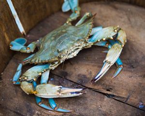 A blue crab shows its colors while out of water.