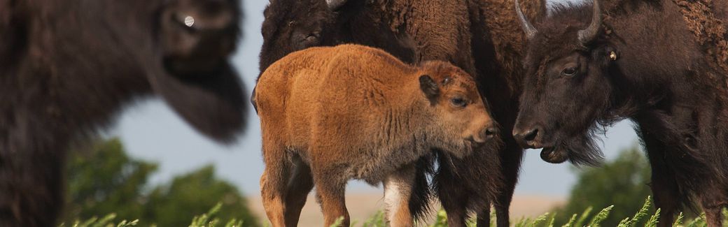 A group of bison, including a calf, graze in a grassy field.