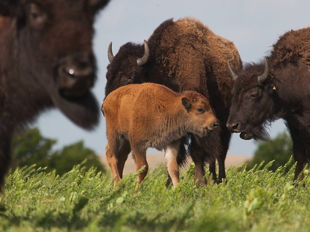 A baby bison stands near the herd on green grass