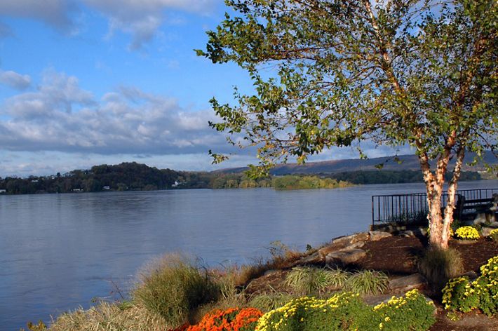 A wide flat river flows past a public park. A large tree in the foreground shades colorful flowers beds.
