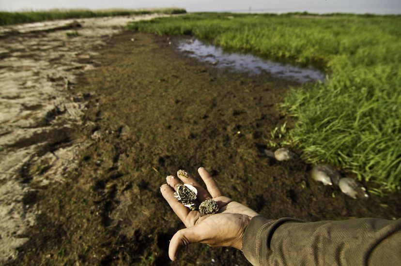 An adult's hand is extended in the lower foreground. Two small gray clumps of horseshoe crab eggs sit in the person's palm. A flat, muddy wetland edged with tall green marshgrass is in the background.