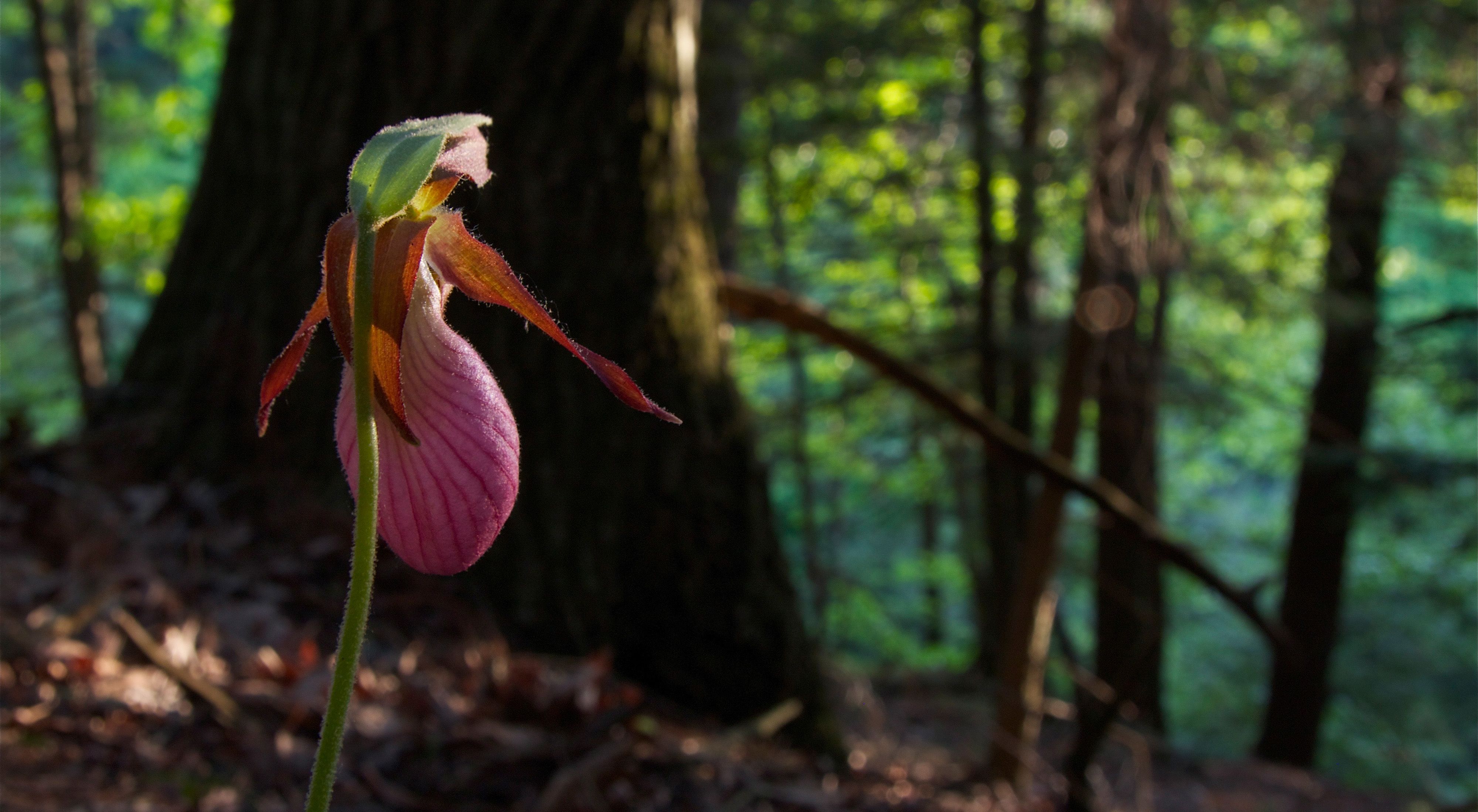 In the foreground, the delicate pink blossom of a lady's slipper orchid. Mature trees grow in the shaded forest in the background.