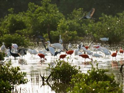 Birds feeding in estuary in the vicinity of Morrocoy National Park along the Caribbean Sea of Venezuela.