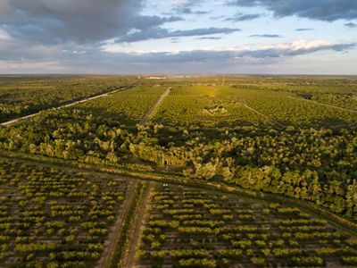 Aerial view of Cypress Creek Grove in LaBelle, Florida against a cloudy blue sky.