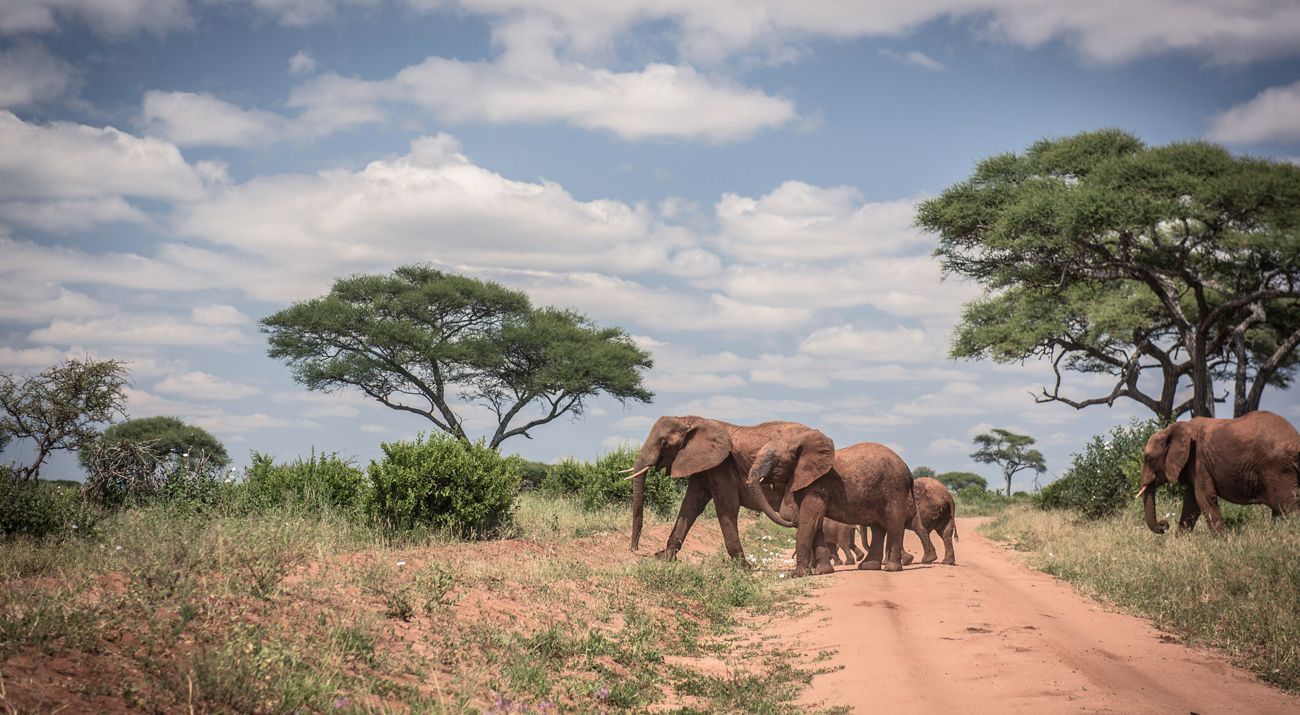 Elephants walking across a road.