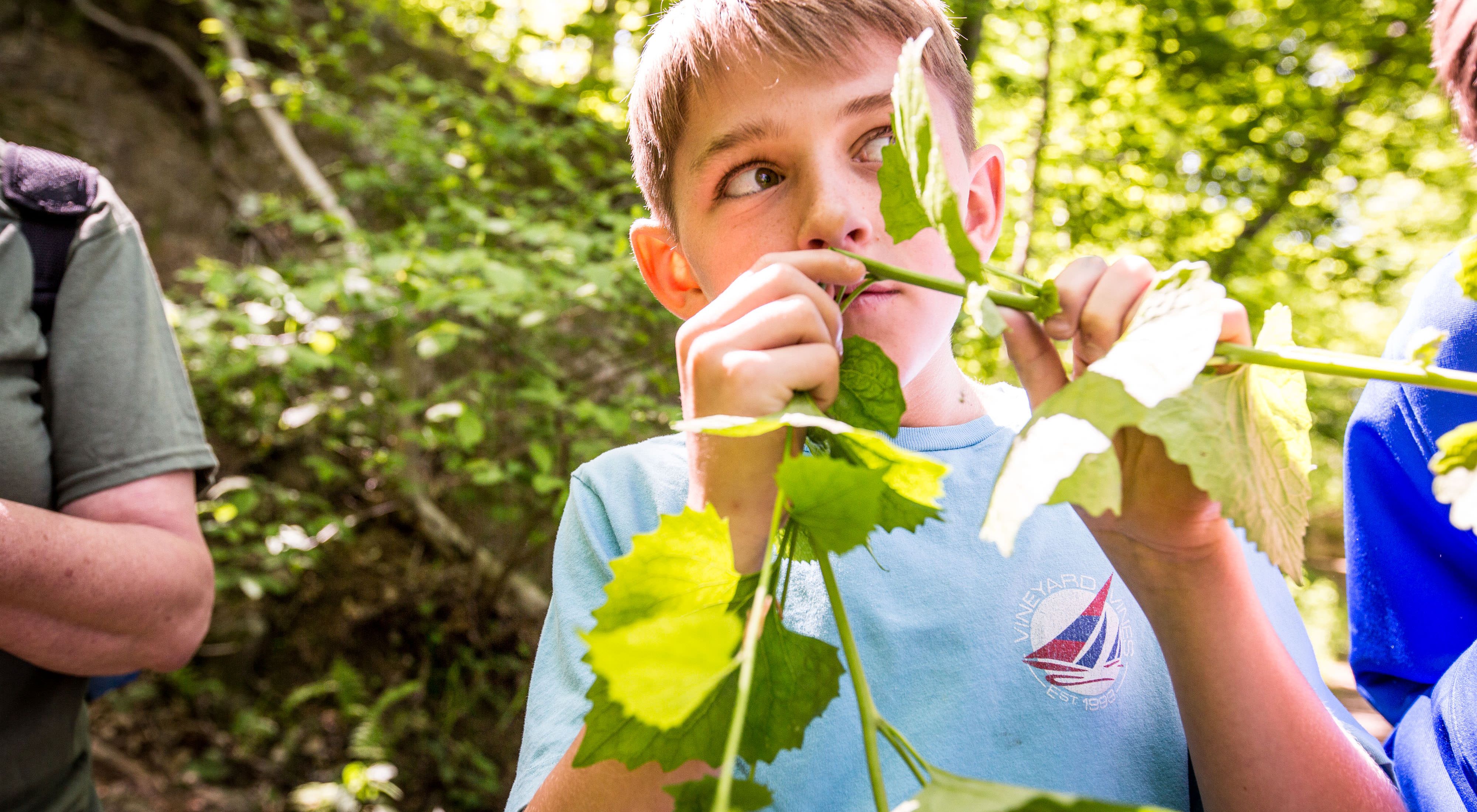 DNR: DNR Kids Learning & Activities: Stinging Nettles