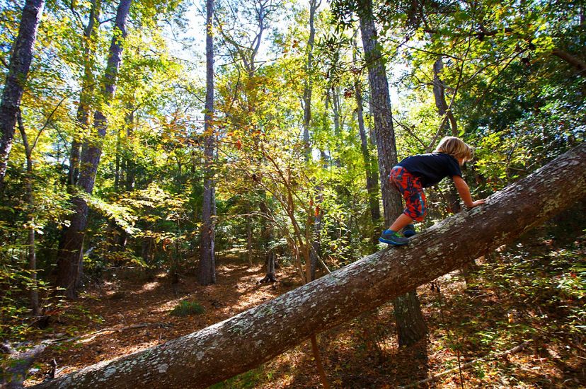 A child climbs on a fallen tree in a forest.