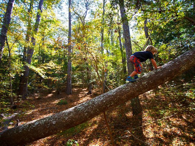 A child climbs on a fallen tree in a forest.