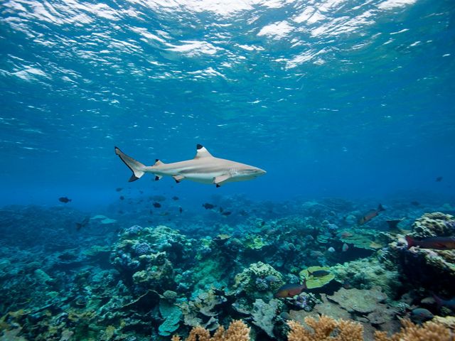 A blacktip shark swims above a reef