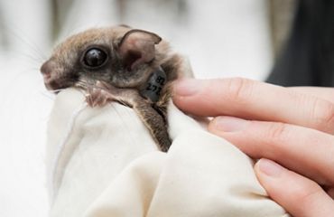 A head of a small squirrel with large ears pokes out of the top of a cloth bag being held by a scientist.