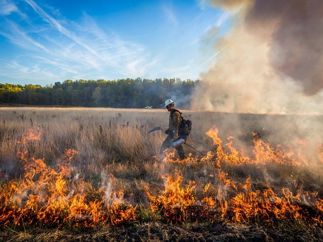 Man ignites fire with drip torch.