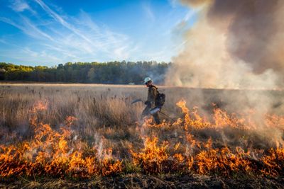 A person dressed in fire-protective clothing walks with a drip torch alongside a stretch of low fire in a grassy field.