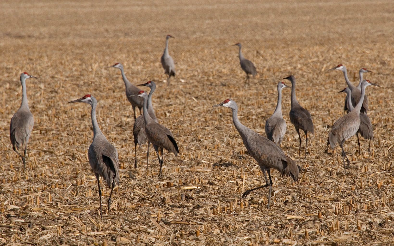 Sandhill cranes in a corn field during their annual migration stop along the Platte River in south central Nebraska. © Chris Helzer/The Nature Conservancy