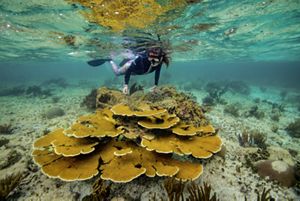 A snorkeler swims past a large stand of elkhorn coral (Acropora palmata) along a reef north of main dock in Puerto Morelos, Mexico.