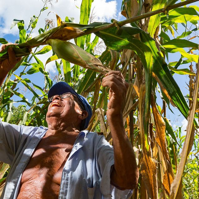 A man stands among a crop of tall plants and smiles as he pulls down one of the tall stalks.