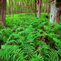 Green ferns blanket a forest.