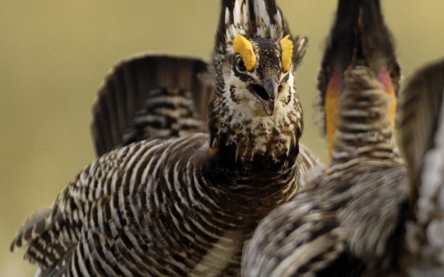 A brown and gray striped bird with orange, brown and gray plumage faces another bird of the same species.