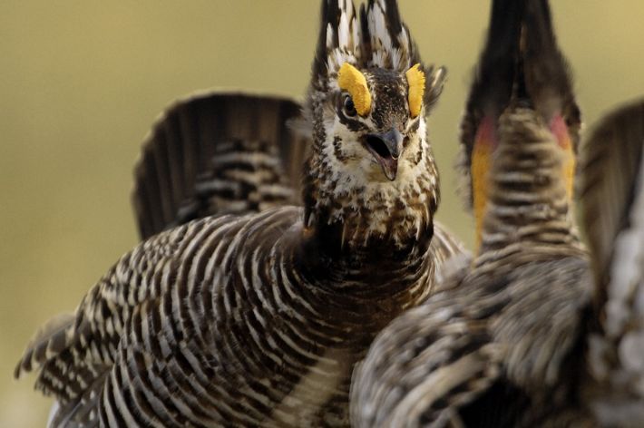 Greater prairie-chickens are threatened by habitat loss and loss of genetic variance resulting from isolation of populations.