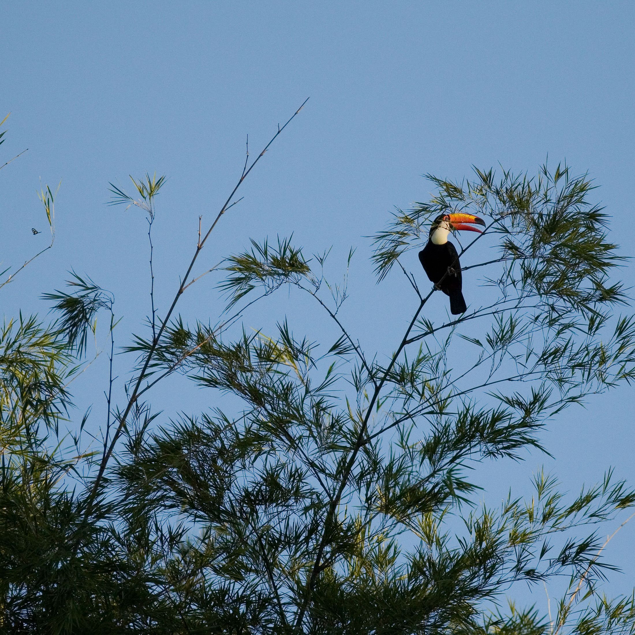 Toucan perched in bamboo along the Iguazu River.