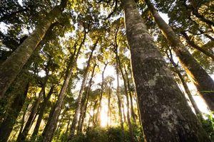 Olivillo forest, Chile.